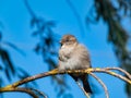 Beautiful close-up shot of female House Sparrow (Passer domesticus) with fluffy plumage sitting on a tree branch Royalty Free Stock Photo