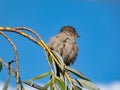 Beautiful close-up shot of female House Sparrow (Passer domesticus) with fluffy plumage sitting on a tree branch Royalty Free Stock Photo