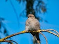 Beautiful close-up shot of female House Sparrow (Passer domesticus) with fluffy plumage sitting on a tree branch Royalty Free Stock Photo