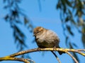 Female House Sparrow (Passer domesticus) with fluffy plumage sitting on a tree branch with sky Royalty Free Stock Photo