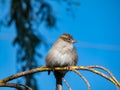 Beautiful close-up shot of female House Sparrow (Passer domesticus) with fluffy plumage sitting on a branch Royalty Free Stock Photo