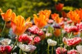 Beautiful close up shot of flowers blooming on a sunny spring day Royalty Free Stock Photo