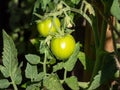 Beautiful close-up shot of organic grown unripe, green tomatoes growing on tomato plant in greenhouse Royalty Free Stock Photo