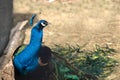 Beautiful close up shot of a peacock/peafowl.