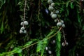 Beautiful close up shot of pond cypress with dark background. nature concept Royalty Free Stock Photo