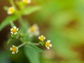 Beautiful close up shot of Spanish needle or Black-jack white flower with blurred background Royalty Free Stock Photo