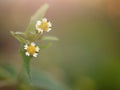 Beautiful close up shot of Spanish needle or Black-jack white flower with blurred background Royalty Free Stock Photo