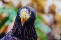Beautiful close-up shot of a Steller`s Sea Eagle. Royalty Free Stock Photo