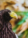 Beautiful close-up shot of a Steller`s Sea Eagle. Royalty Free Stock Photo