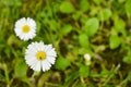 Beautiful close up shot of three daisies in green lawn Royalty Free Stock Photo