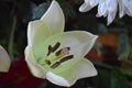 Beautiful close-up showing pistils a white lily flower Royalty Free Stock Photo