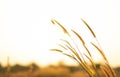 Beautiful close up silhouette of grass flower on sunset background. Selective focus. Royalty Free Stock Photo