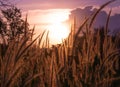 Beautiful close up silhouette of grass flower on sunset background. Selective focus Royalty Free Stock Photo