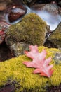 Beautiful close up of maple oak tree leaf by silky smooth river flowing around rocks with yellow green moss Royalty Free Stock Photo