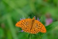 Beautiful close up of a Silver-Washed Fritillary butterfly sitting Royalty Free Stock Photo