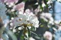 Close up of White flowers with pink flowers in the spring