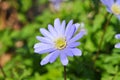 Beautiful close up of a single purple daisy