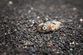 Porcupinefish on the beach