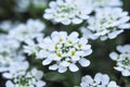 A beautiful close up of small white flowers in spring