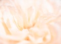 Beautiful close up softness pink rose petal background