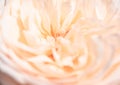 Beautiful close up softness pink rose petal background