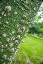 beautiful close-up of spiny tree \