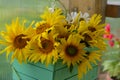 Beautiful close up of sunflowers bunch in wooden box. Royalty Free Stock Photo