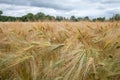 Golden ears of wheat on Agriculture Cereal field. Royalty Free Stock Photo