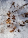 Beautiful close up of textured ice and leaves Royalty Free Stock Photo