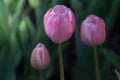 Beautiful Close-up of  three blooming pink tulips on a spring day Royalty Free Stock Photo