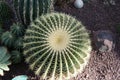 Close up to a symmetrical cactus in a garden and thrones
