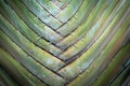 Beautiful close up of a Travellers Palm tree growing in a garden in Kenya, Africa