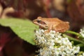 Beautiful close up with tree frog and blossomed viburnum