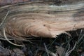 A beautiful close-up of a tree trunk with details and texture.