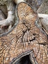 Tree trunk close-up background textures
