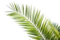 Beautiful close up tropical green palm leaf isolated Royalty Free Stock Photo