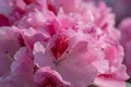Close up of a dense group of soft pink Rhododendron flowers