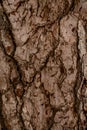 Beautiful close-up view of brown pine tree bark texture Royalty Free Stock Photo