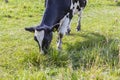 Beautiful close up view of cow chewing grass on green field. Royalty Free Stock Photo