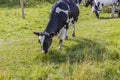 Beautiful close up view of cow chewing grass on green field. Royalty Free Stock Photo