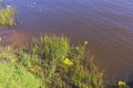 Beautiful close up view of grass on dark lake water. Gorgeous nature backgrounds. Royalty Free Stock Photo