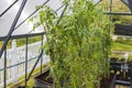 Beautiful close up view of green tall tomato plants in greenhouse. Royalty Free Stock Photo