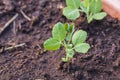 Beautiful close up view of growing peas plants.