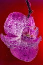 Beautiful close up view of orchid flower isoalted in water.