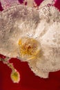 Beautiful close up view of orchid flower isoalted in water.