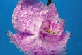 Beautiful close up view of orchid flower isoalted in water.