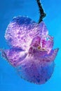 Beautiful close up view of orchid flower isoalted in water. Royalty Free Stock Photo