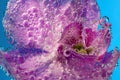 Beautiful close up view of orchid flower isoalted in water. Royalty Free Stock Photo