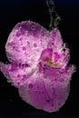 Beautiful close up view of orchid flower isoalted in water. Royalty Free Stock Photo