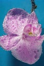 Beautiful close up view of orchid flower isoalted in water. Gorgeous nature backgrounds Royalty Free Stock Photo